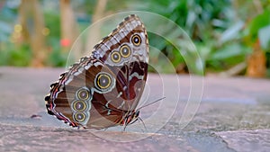 blue morpho butterfly perched on the tile floor