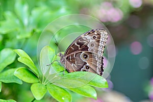 Blue morpho butterfly perching on a leaf
