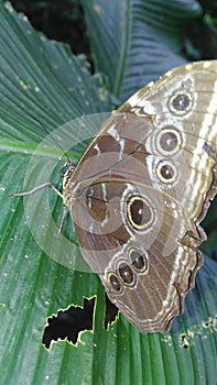 Blue morpho butterfly photo