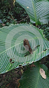 Blue morpho butterfly photo