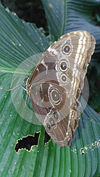 Blue morpho butterfly photo