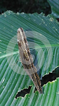 Blue morpho butterfly photo