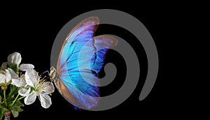 blue morpho butterfly on sakura flowers isolated on black.