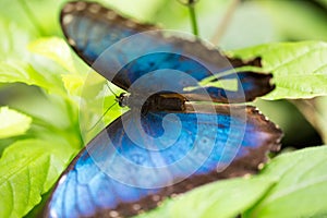 Blue morpho butterfly on tropical leaf