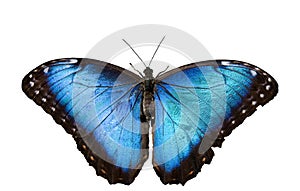 Blue Morpho Butterfly on White