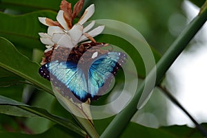 Blue Morpho Butterfly White Ginger Alpinia