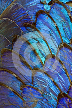 Blue morpho butterfly wing arrangement