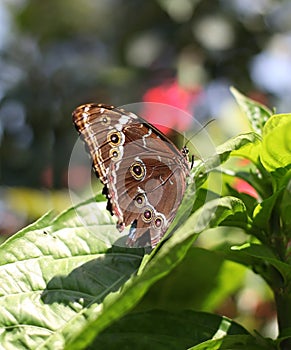 Blue Morpho Butterfly