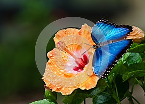 Blue Morpho butterfly on yellow hibiscus flower