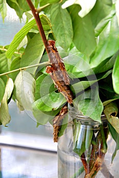 Blue Morpho Catepillar