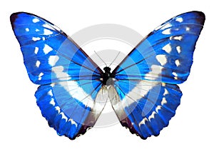 Blue morpho Helena butterfly