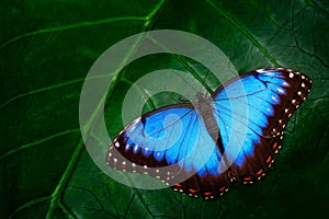 Blue Morpho, Morpho peleides, big butterfly sitting on green leaves, beautiful insect in the nature habitat, wildlife, Amazon, Per