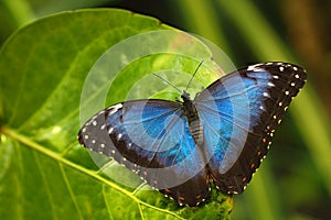 Blue Morpho, Morpho peleides, big Butterfly sitting on green leaves, insect in the nature habitat, Panama