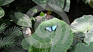 Blue Morpho or Morpho peleides, a big butterfly sitting on a leaf