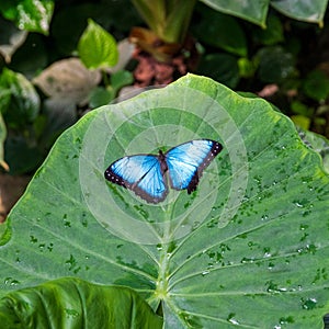 Blue Morpho or Morpho peleides, a big butterfly sitting on a leaf