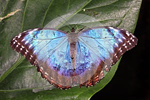 Blue Morpho Morpho peleides tropical butterfly