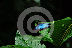 Blue morpho peleides butterfly at Asa Wright Nature Centre In Trinidad and Tobago photo
