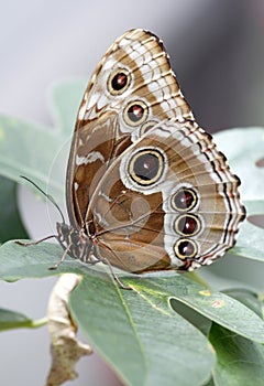 Blue Morpho Peleides Butterfly (underside colors) photo