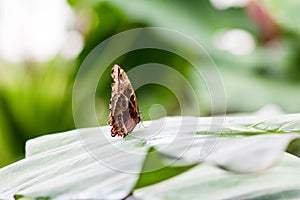 Blue Morpho peleides stands on wet green leaf. Profile side macro portrait