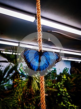 Blue morpho on a rope in a papillon in Prague photo