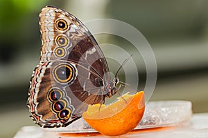 Blue Morphus butterfly