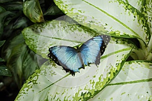Blue Morpno Butterfly (Morpho peleides) photo