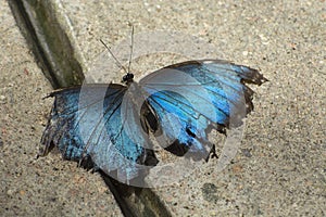 Blue morpo butterfly on sidewalk