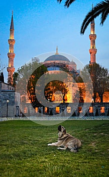 Blue mosque of istanbul with a dog at sunset