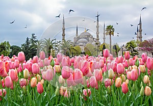 The Blue Mosque, Sultanahmet Camii with pink tulips, Istanbul, Turkey