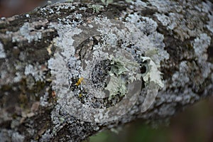 Blue moss on an old tree macro