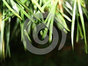 Blue moss on a tree branch in the forest. lichens on tree branch. abstract texture macro shot.