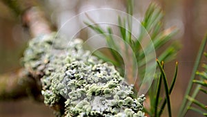 Blue moss Young spring trees, young trees, green forest, trees in the forest by the sea.