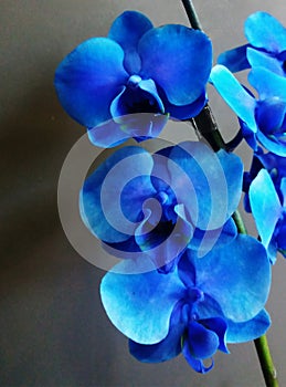 Blue moth orchid flower in dark background