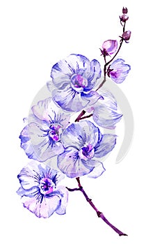 Blue moth orchid Phalaenopsis flower on a twig.Isolated on white background. Watercolor painting.