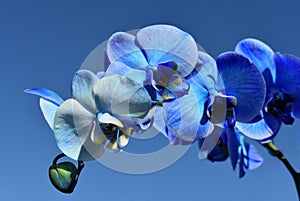 A blue moth orchid - Phalaenopsis blue