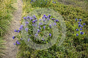 Blue mountain flowers