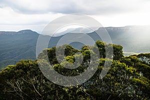 Blue mountains canyons with sunray behind green bushes, Katoomba, New South Wales, Australia