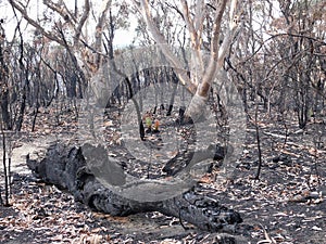 Blue Mountains National Park - Fire damage near Mount Wilson