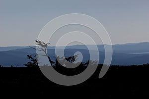 Blue Mountains With Tree Silhouette