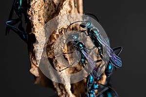 The Blue Mud Dauber on nest background photo
