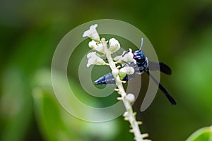 Blue Mud Dauber Wasp