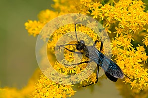 Great Black Digger Wasp - Sphex pensylvanicus