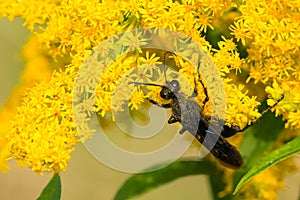 Great Black Digger Wasp - Sphex pensylvanicus