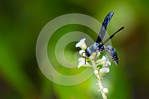 Blue Mud Dauber Wasp