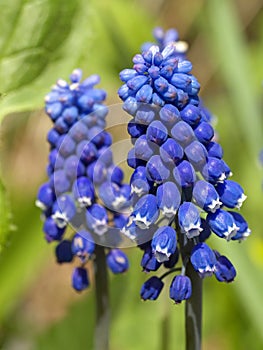 Blue muscari photo