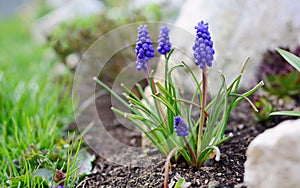 Blue Muscari Armeniacum, Armenian Grape Hyacinth Close Up