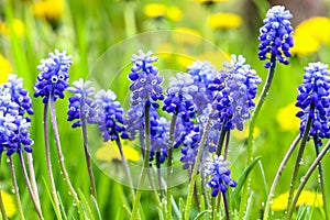 Blue Muscari armeniacum flowers