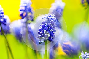 Blue Muscari armeniacum flowers