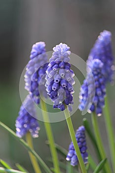 Blue Muscari armeniacum flowers backlit