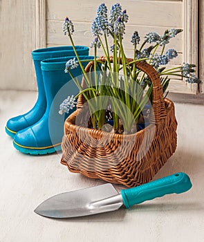 Blue Muscari in the basket and shovel